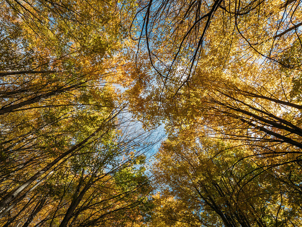 Нижний вид на большое дерево короны с желтыми осенними листьями в солнечный день. - Фото, изображение