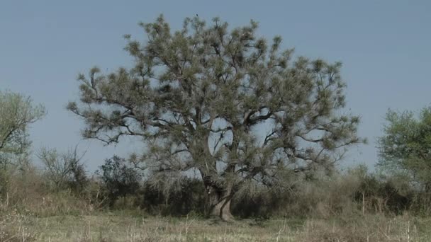 Erythrina crista-galli es un árbol con flores perteneciente a la familia Fabaceae, nativo de Argentina, Uruguay, sur de Brasil y Paraguay..   - Imágenes, Vídeo