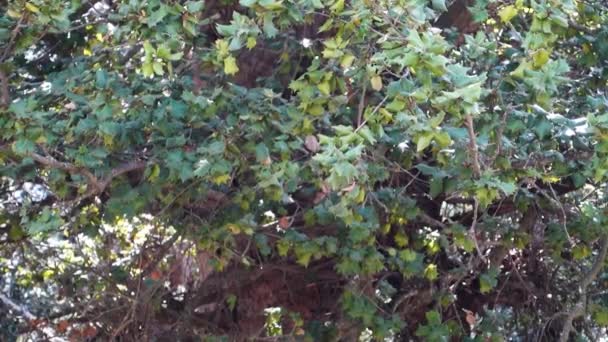 Kermes Foglie di quercia (Quercus coccifera) in Himachal Pradesh, foresta indiana - Filmati, video
