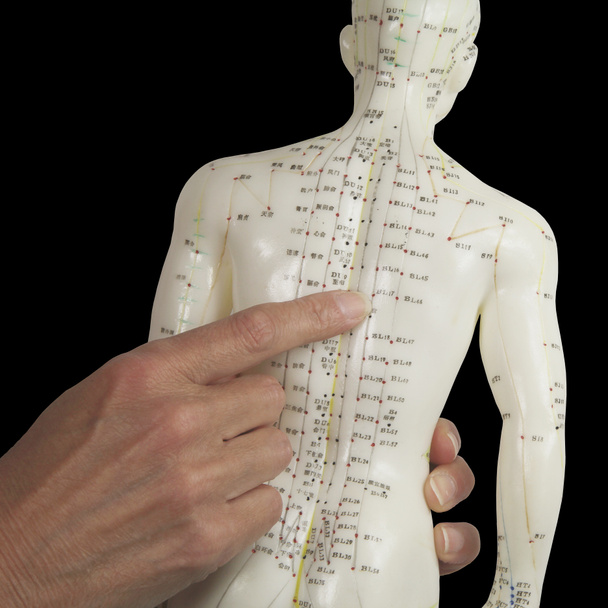 Acupunturista señalando BL17 en modelo de acupuntura
 - Foto, Imagen