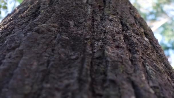 Un plano ascendente de un gran tronco de árbol de Neem con corteza texturizada en detalle. Uttarakhand India. - Imágenes, Vídeo