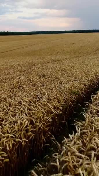 バーティカルビデオ。 夏の夕方に。 熟した穀物フィールド上の低飛行. 小麦の熟した季節. - 映像、動画