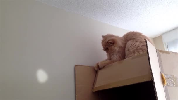 Περσική γάτα παίζει με πλακάτα φως - Πλάνα, βίντεο