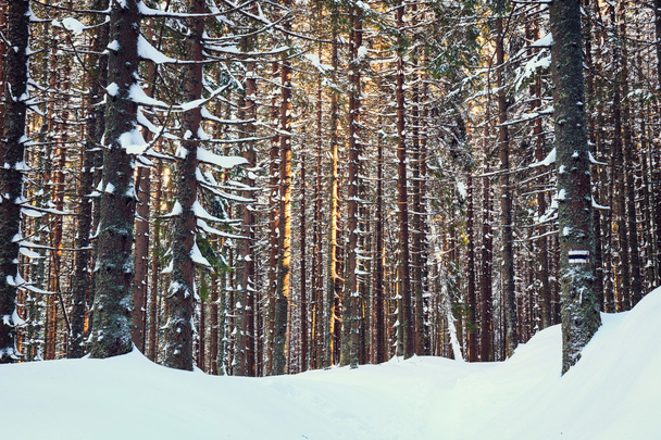зимний лес фон, винтажный вид
 - Фото, изображение
