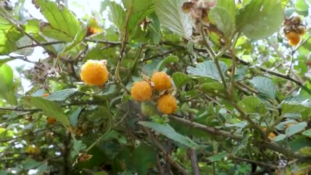 Rubus ellipticus, algemeen bekend als gouden Himalaya framboos, of gele Himalaya framboos. Uttarakhand India. - Video
