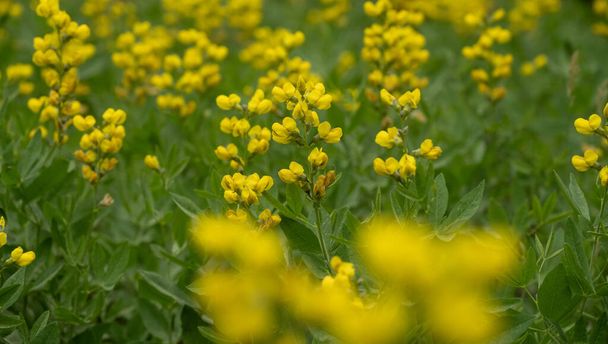 Zion Ulusal Parkı 'nda Sarı Toadflax Çiçekleri - Fotoğraf, Görsel