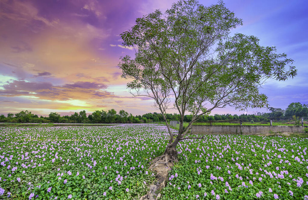 La campagne de Vinh Hung, Long An, Vietnam avec champ de jacinthes d'eau et arbre cajuput solitaire dans le ciel couchant est très paisible. La patrie du Vietnam a beaucoup de choses dont tout le monde se souvient - Photo, image