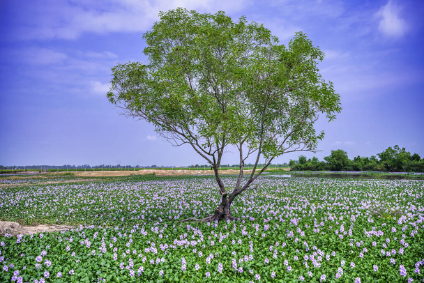La campagne de Vinh Hung, Long An, Vietnam avec champ de jacinthes d'eau et arbre cajuput solitaire tôt le matin est très paisible. La patrie du Vietnam a beaucoup de choses dont tout le monde se souvient - Photo, image