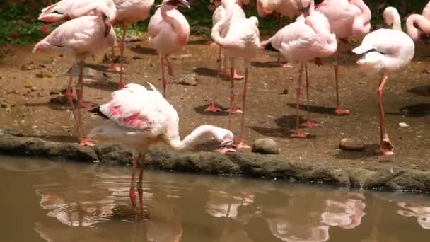 Białe i różowe pióra do czyszczenia flamingów w ogrodzie i tle natury. Wysokiej jakości materiał 4k - Materiał filmowy, wideo