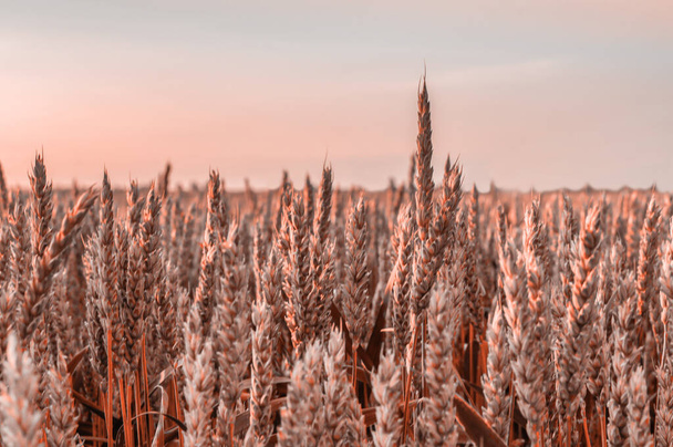 espiguillas de trigo en el sol poniente, maduración de la cosecha en color del año 2024 pelusa de melocotón. Foto de alta calidad - Foto, imagen