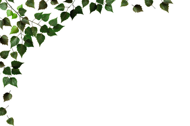 Σύνθεση των φύλλων ακακίας. Νεαρά πράσινα φύλλα ακακίας σε μια λουλουδάτη γιρλάντα. Στοιχείο σχεδιασμού για poscards, γαμήλιες κάρτες και προσκλήσεις. - Φωτογραφία, εικόνα