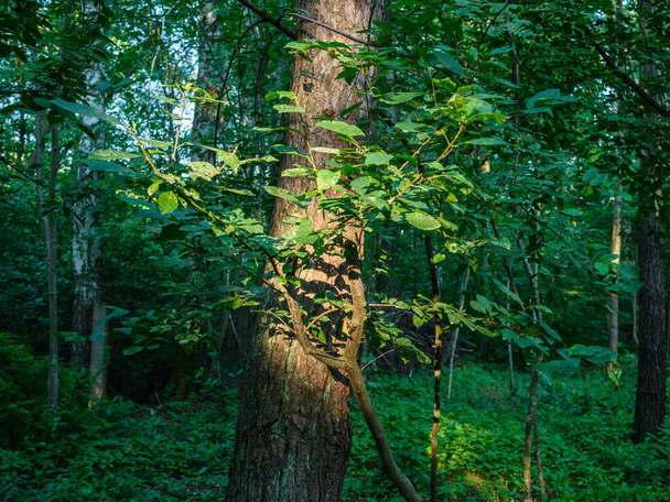 mech zakryté kmeny stromů v divokém lese v létě s listím - Fotografie, Obrázek