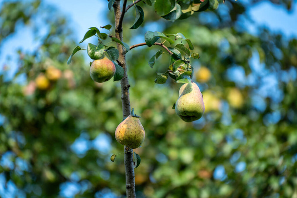 appelboom met fruit in de late herfst zonnige dag - Foto, afbeelding