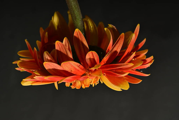 mooie heldere gerbera bloem op donkere achtergrond - Foto, afbeelding
