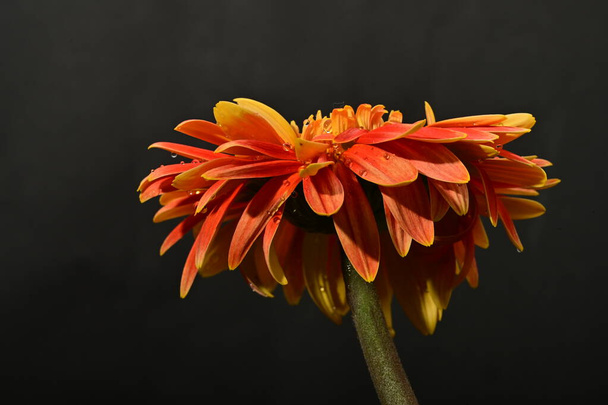 mooie heldere gerbera bloem op donkere achtergrond - Foto, afbeelding
