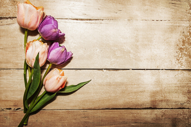 tulipes roses et violettes
 - Photo, image