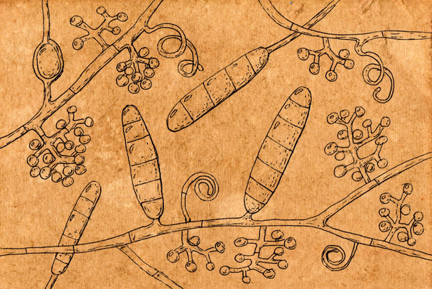 Ručně kreslená ilustrace trichofytonových mentagrofytů plísní na starém papíru, připomínající středověké lékařské kresby, spojující umění s mykologickým zobrazením. - Fotografie, Obrázek