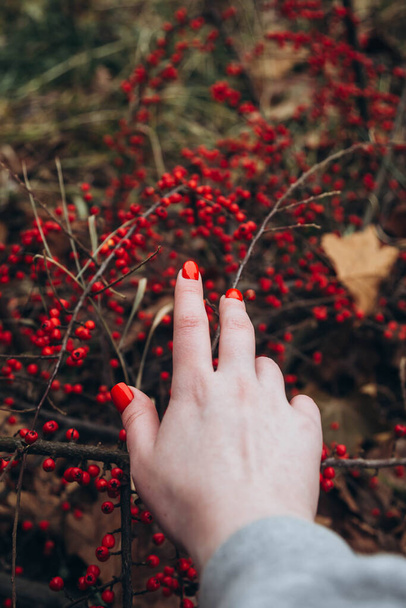 Рука жінки з червоними цвяхами на тлі куща з червоними ягодами. Зимовий рослинний фон. Копіювати простір. - Фото, зображення