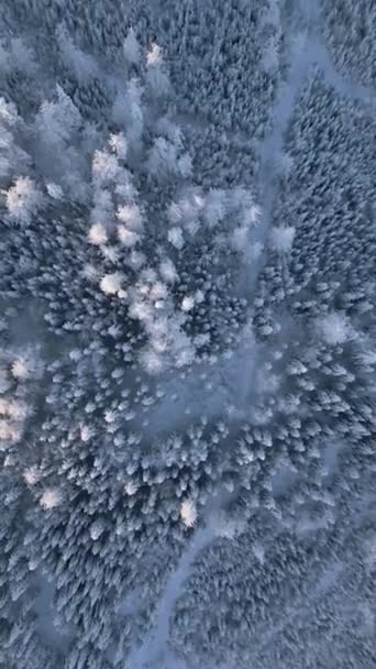 Top view of amazing snowy frozen forest landscape in winter. - Footage, Video