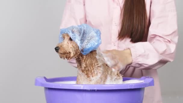 Αστείο φιλικό σκυλί παίρνει ένα μπάνιο με αφρό σε ένα καπάκι ντους σε ένα ελαφρύ φόντο. Έννοια φροντίδας και υγιεινής για ζώα συντροφιάς. - Πλάνα, βίντεο