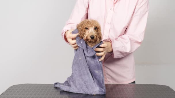 Banyodan sonra, kuaför ya da veteriner köpeği havluyla kurutur. Hayvan bakım salonunda kaplıca ve hijyen konsepti. - Video, Çekim