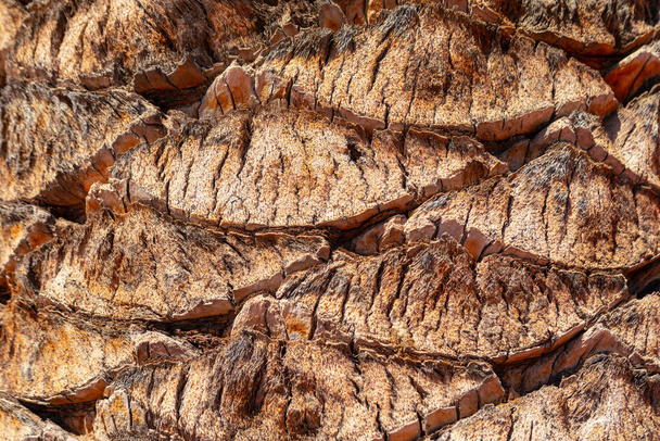 Coconut palm tree bark closeup. Natural background and texture - Photo, Image