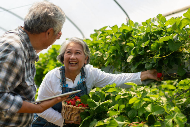 Happy cute couple Asian couple senior farmer working on an organic strawberry farm and harvest picking strawberries. Farm organic fresh harvested strawberry and Agriculture industry. - Foto, Bild