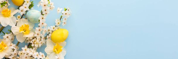 Праздничный баннер с весенними цветами и пасхальными яйцами, белыми нарциссами и ветвями сакуры на голубом пастельном фоне - Фото, изображение
