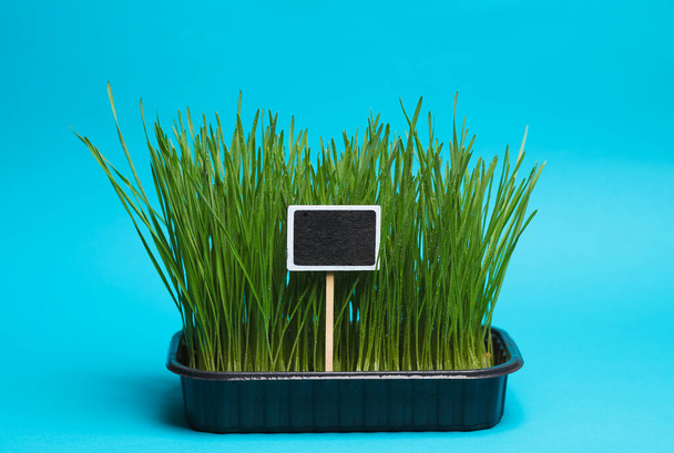 Zöld fű pot üres krétával tábla kék háttér - Fotó, kép