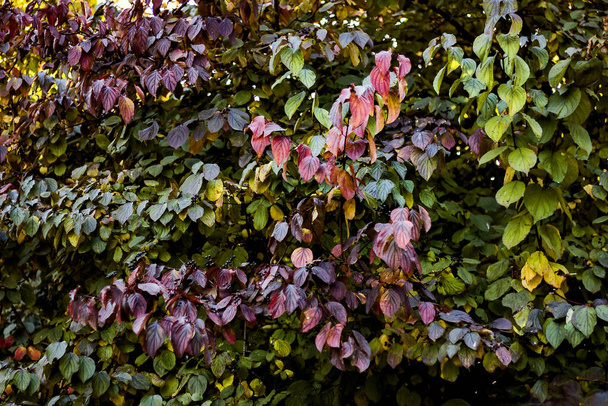 Muchas hojas coloridas en el parque de otoño - Foto, Imagen