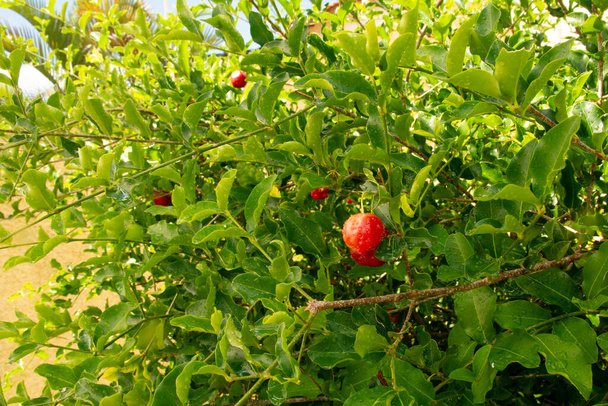 Acerola de cereja vermelha orgânica em luz natural com fundo de folhagem verdante - Foto, Imagem