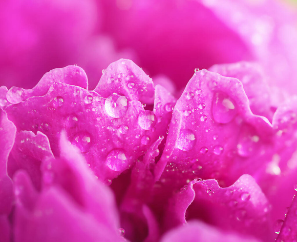 Macro pétales fleur de pivoine avec gouttes de pluie - Photo, image