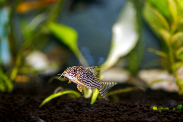 Corydoras sterbai - Sterba's Cory fish - Fotografie, Obrázek