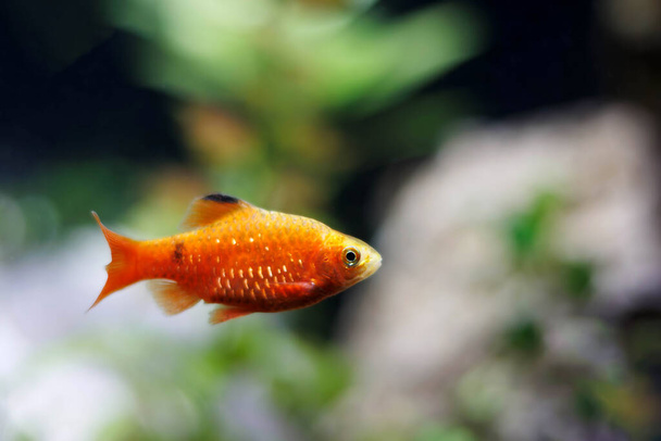 Rosy Barb (Red Barb) freshwater fish in aquarium - Puntius conchonius - Photo, Image