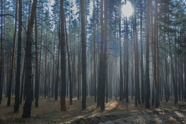 brouillard matinal dans la forêt près de la ville de Severodonetsk - Photo, image