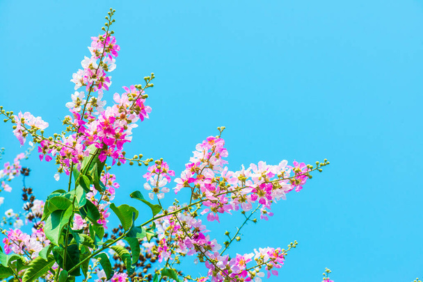 Lagerstroemia flores com céu azul, Tailândia - Foto, Imagem