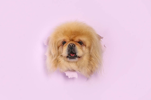 Χαριτωμένο χνουδωτό σκυλί ψάχνει έξω από την τρύπα σε σχισμένο λιλά χαρτί - Φωτογραφία, εικόνα