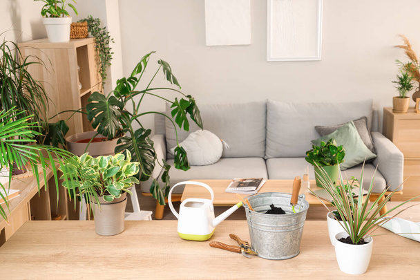 Grüne Pflanzen mit Gartengeräten auf dem Tisch im Wohnzimmer - Foto, Bild
