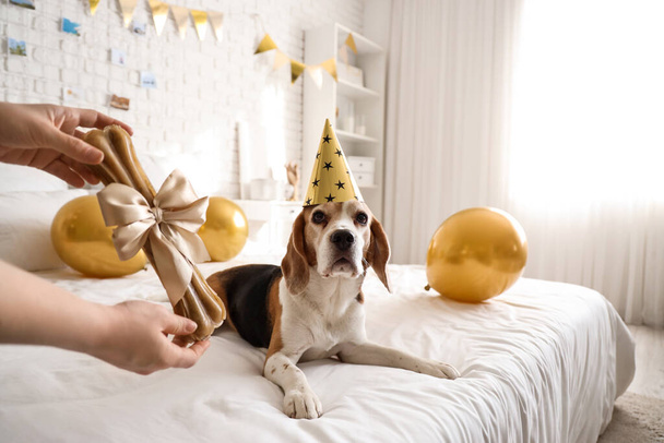 Vrouw viert verjaardag met haar Beagle hond thuis - Foto, afbeelding
