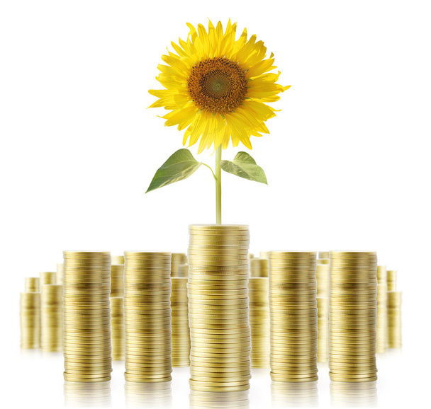 Słonecznik i monety pieniądze wzrostu - Zdjęcie, obraz