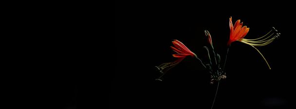 Flor de lirio reina aislar sobre fondo negro
 - Foto, Imagen