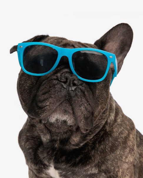 koele franse bulldog hond dragen blauwe zonnebril en zitten in de voorkant van witte achtergrond in studio - Foto, afbeelding