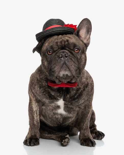 lindo bulldog francés perrito con sombrero negro y pajarita roja mirando hacia adelante y sentado sobre fondo blanco - Foto, Imagen