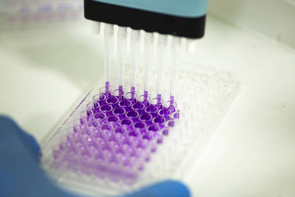 sejttenyészet az orvostudományi és sejttenyésztő laboratóriumban - Fotó, kép