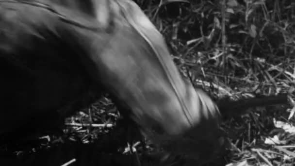 Hunter crawling in forest - Felvétel, videó