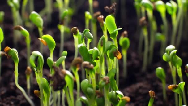 Doğada topraktan filizlenen bitkilerin zamanı. Yeşil kültürden küçük bir filiz büyüyor. Tarım, tarım. Yüksek kalite 4k görüntü - Video, Çekim