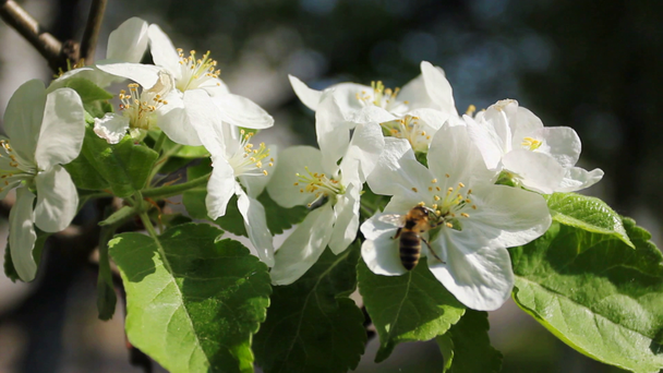 Beyaz çiçek Bumblebee - Video, Çekim