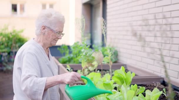 Video vanhempi nainen kastelu kasveja ja hoitaja lähestyy häntä geriatrics - Materiaali, video