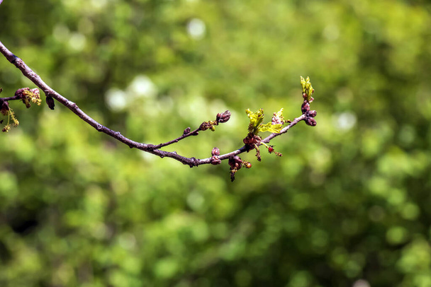 Amur juharfa ágak tavasszal. Latin név Acer tataricum. - Fotó, kép