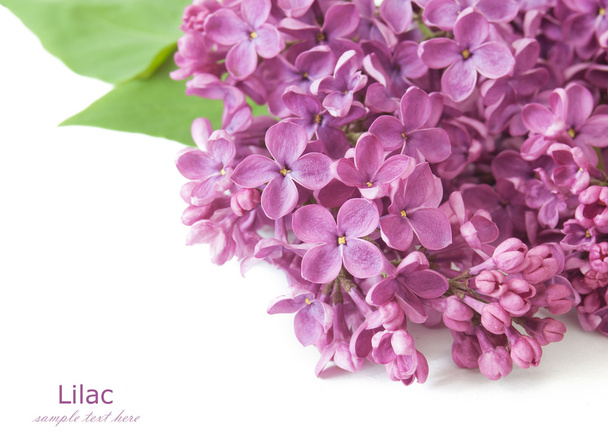 Lilac flowers bunch isolated on white background with sample text - Photo, Image